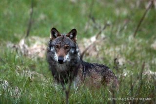 Loup